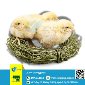 Gà Ai Cập trắng