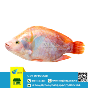 Cá diêu hồng mẫu 80 - 100 con/kg