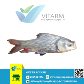 Cá hô giống mẫu 80 100 con/kg