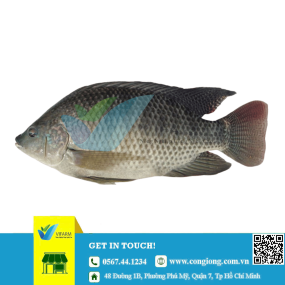 Cá rô phi đơn tính mẫu 1500 con/kg