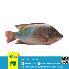 Cá rô phi đơn tính mẫu 1000 con/kg
