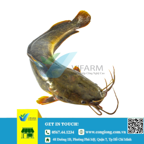 Cá trê ta mẫu 80 - 100 con/kg