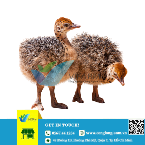 Đà điểu giống 1 tháng tuổi