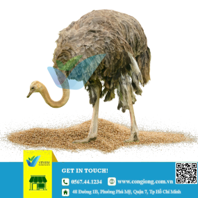 Đà điểu trưởng thành