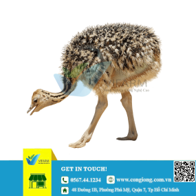 Đà điểu giống 2 tháng tuổi