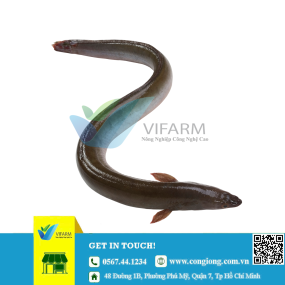 Lươn giống mẫu 500 con/kg