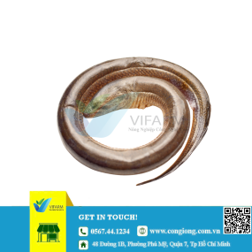 Lươn giống mẫu 1000 con/kg