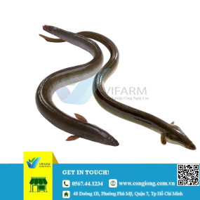 Lươn thịt thương phẩm