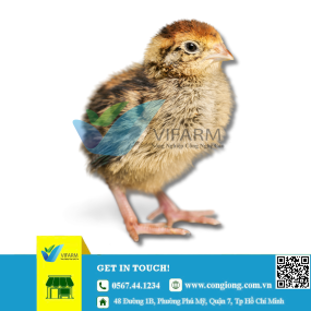 Gà lương phượng giống