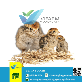 Gà Ai cập vằn siêu đẻ
