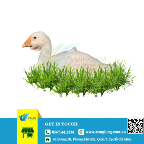 Ngỗng sư tử thuần chủng - Mới nở