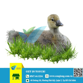 Ngỗng sư tử lai - 1 tuần tuổi