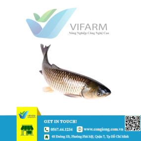 Cá trắm cỏ mẫu 80 - 100 con/kg