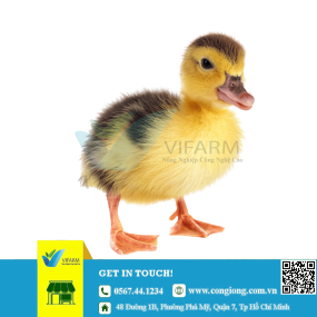 Vịt bầu đất