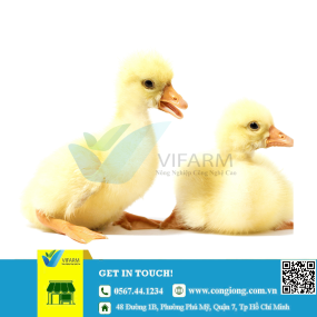 Vịt bầu cánh trắng