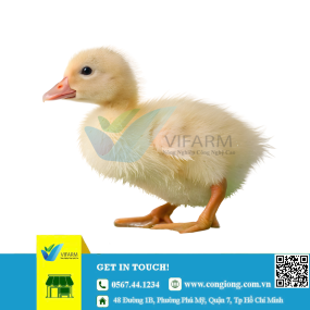 Vịt bơ siêu thịt