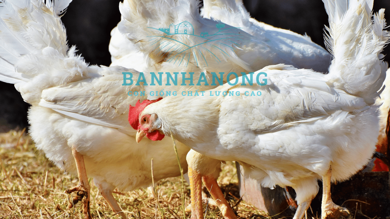 Bạn của nhà nông