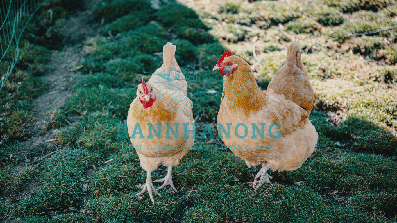 Bạn của nhà nông