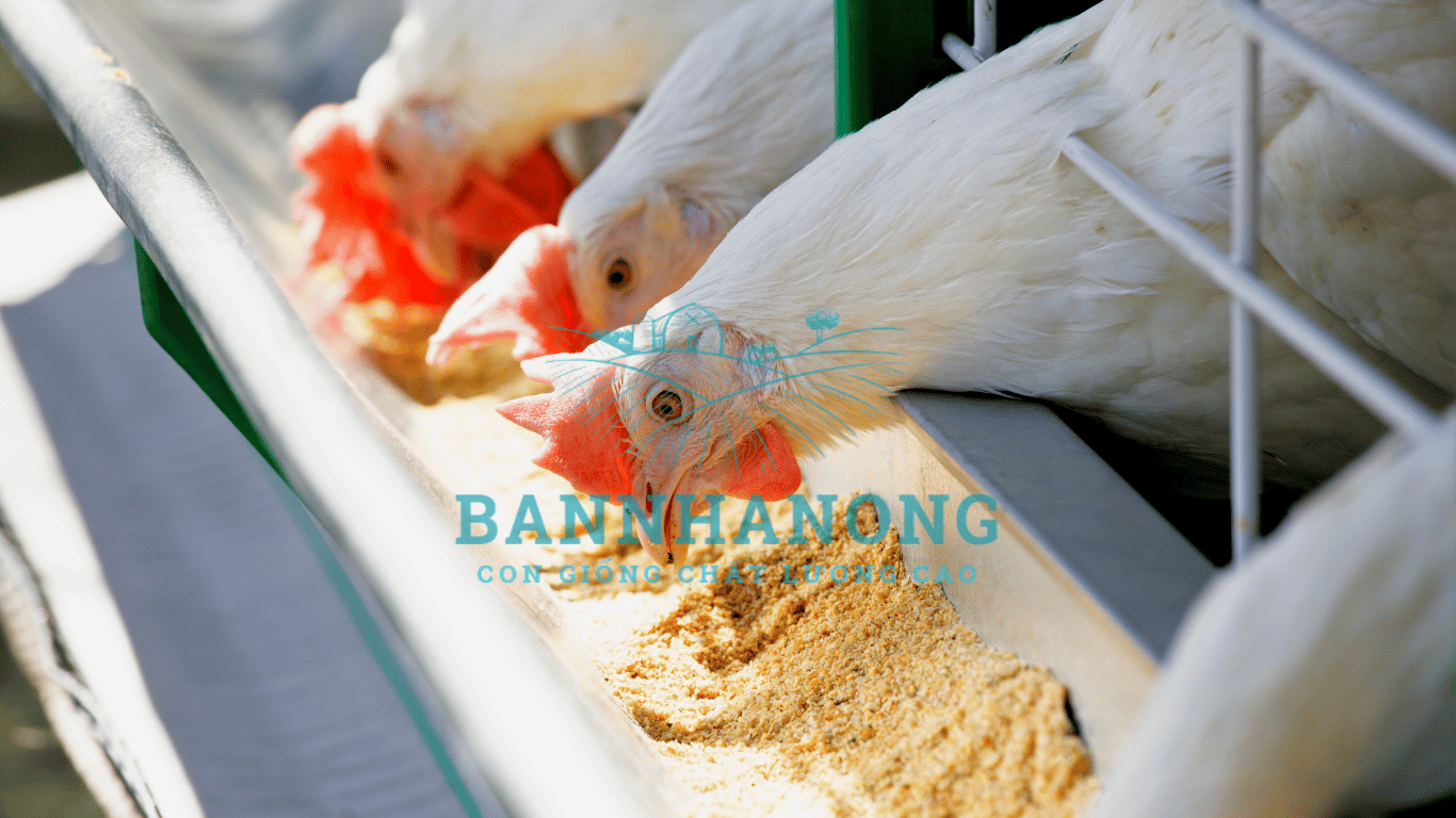 Bạn của nhà nông