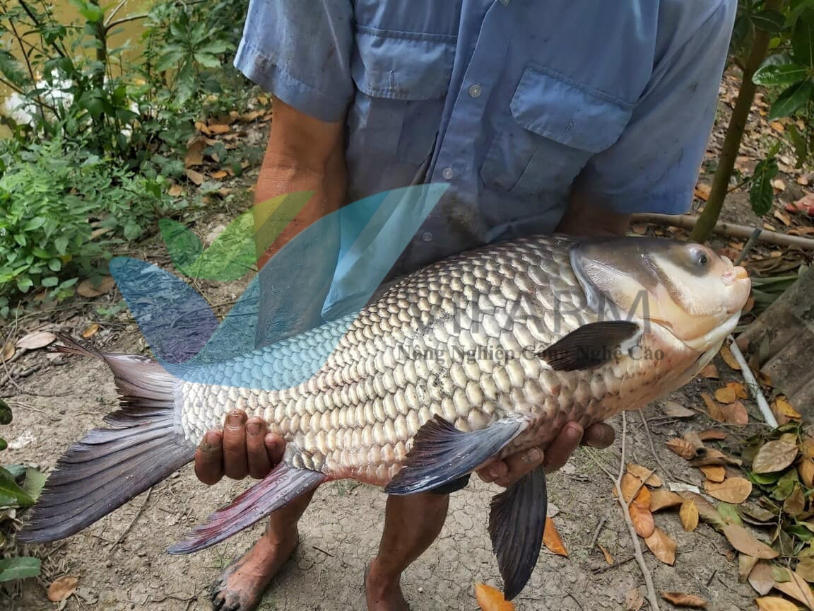 Cá hô thương phẩm