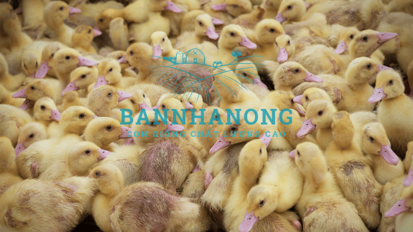 Bạn của nhà nông