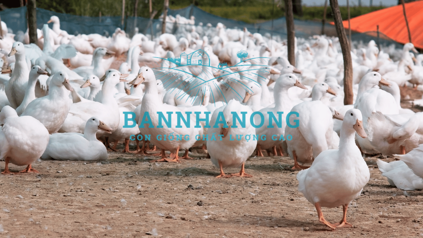 Bạn của nhà nông
