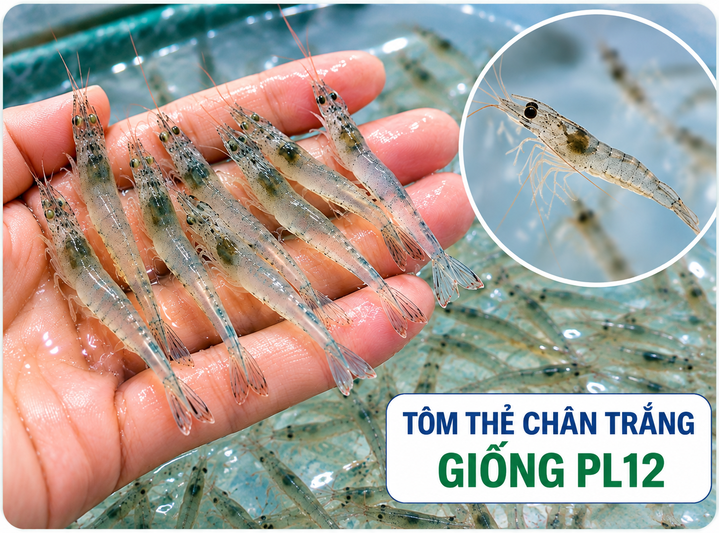 Tôm thẻ chân trắng giống PL12