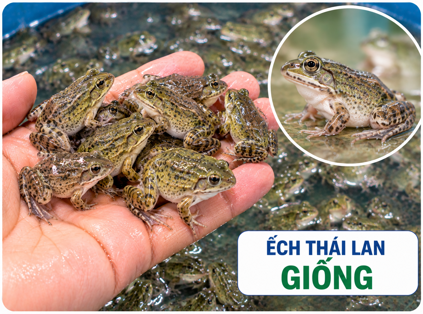 Ếch Thái Lan giống