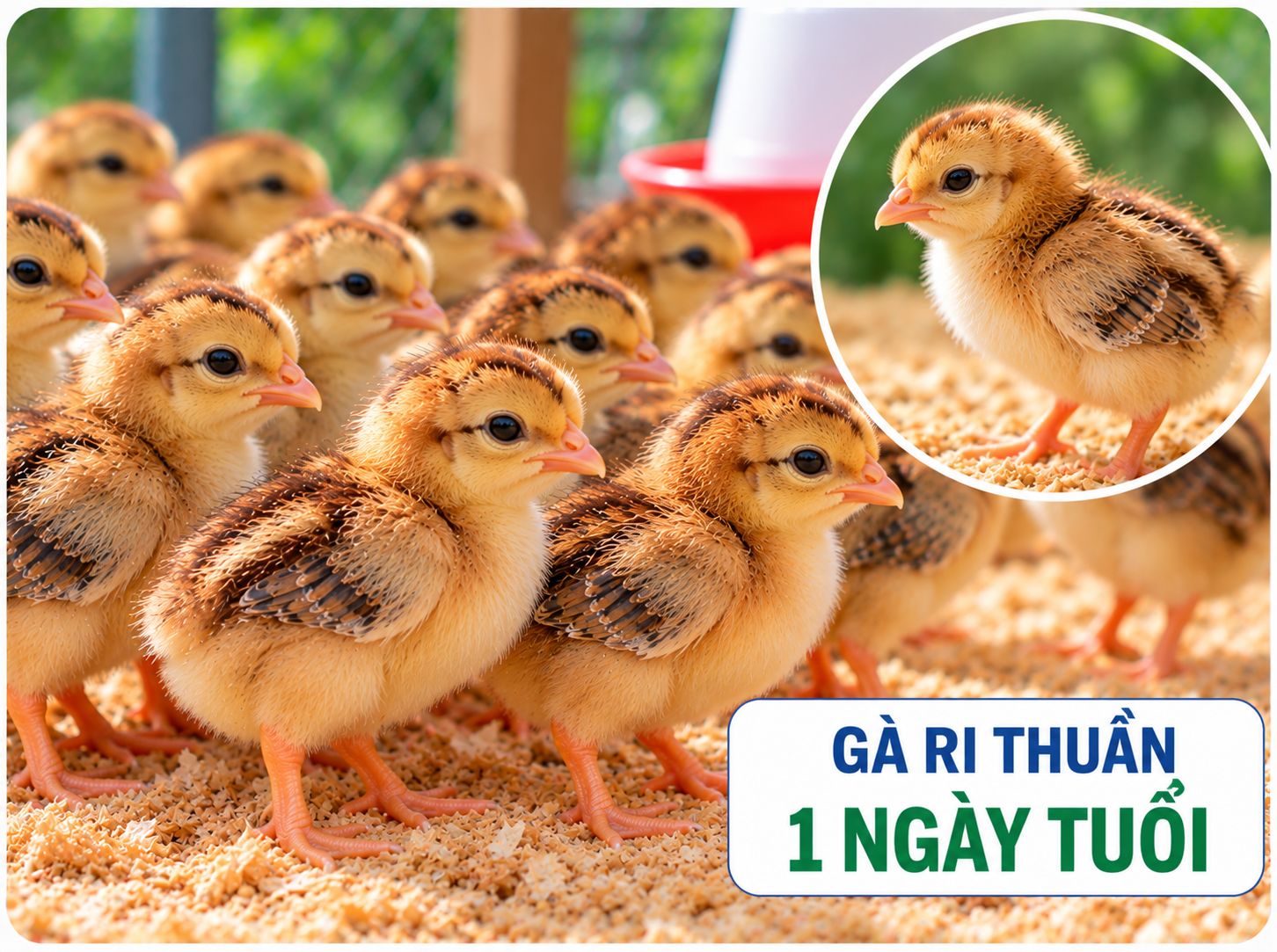 Gà ri thuần 1 ngày tuổi