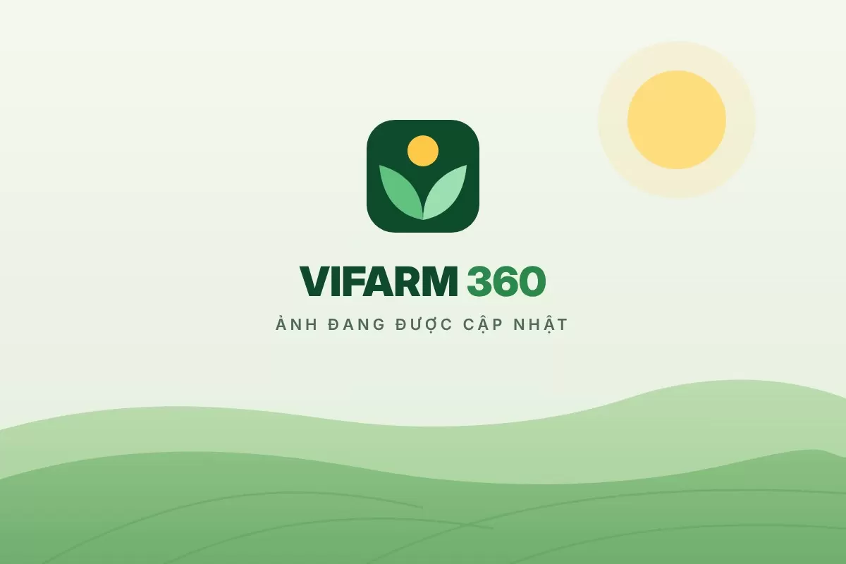 Vịt xiêm (ngan) 1 ngày tuổi