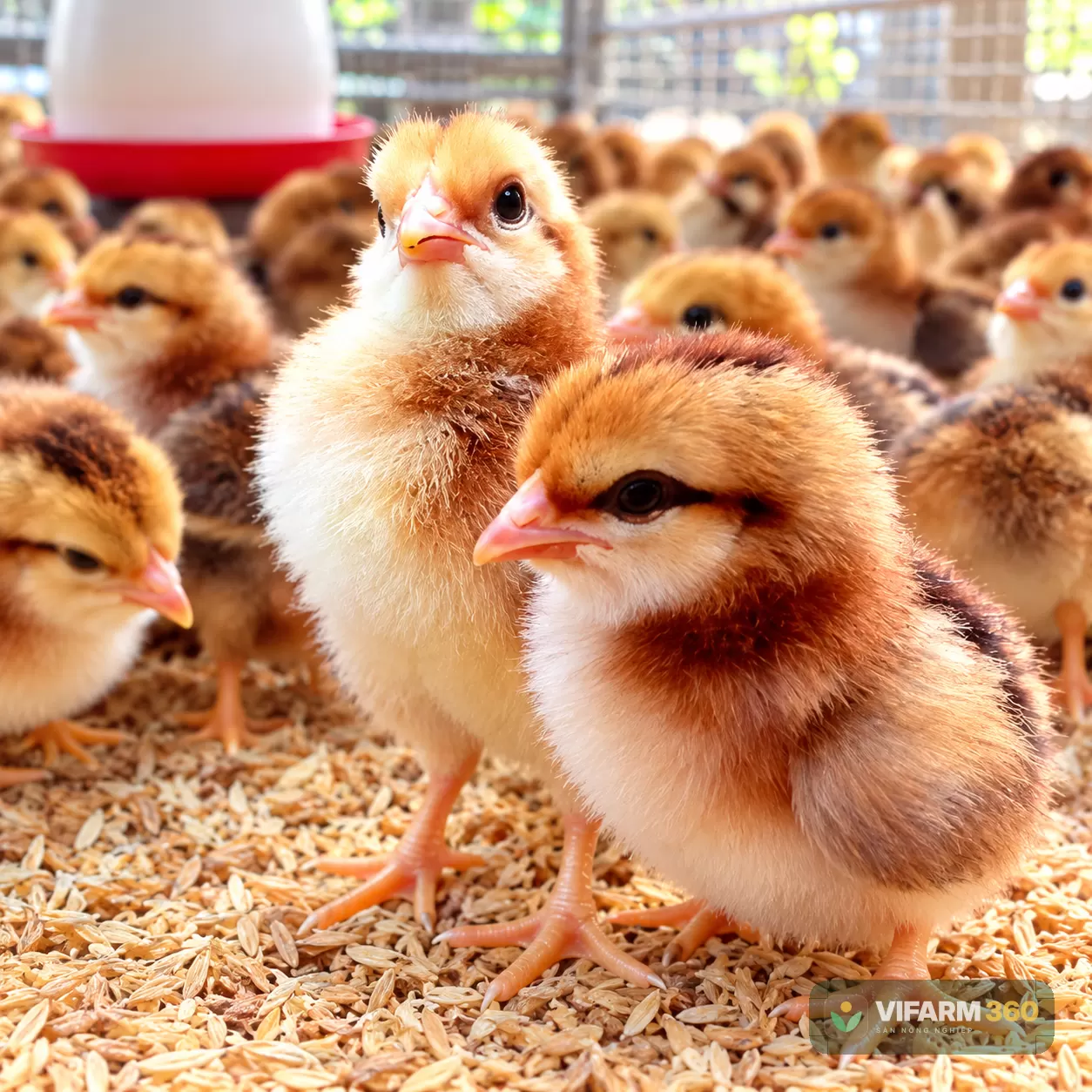 Bán Gà Minh Dư Giống 1 Ngày Tuổi
