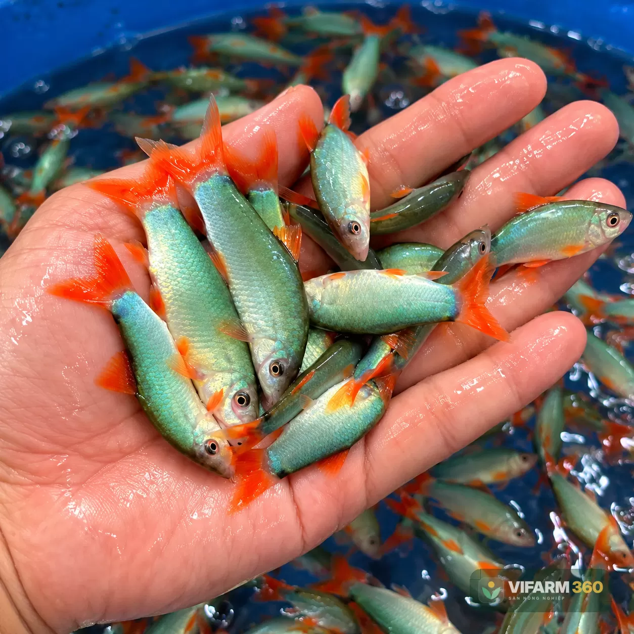 Cá Heo Đuôi Đỏ Giống
