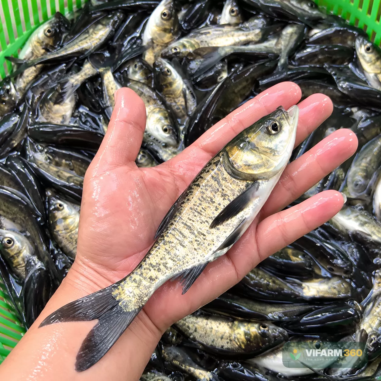 Cá Mè Hoa Giống