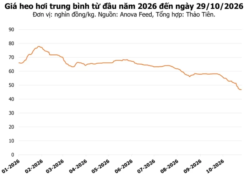 Giá heo hơi hôm nay 29/10/2026: Hai địa phương lùi về mức 43.000 đồng/kg