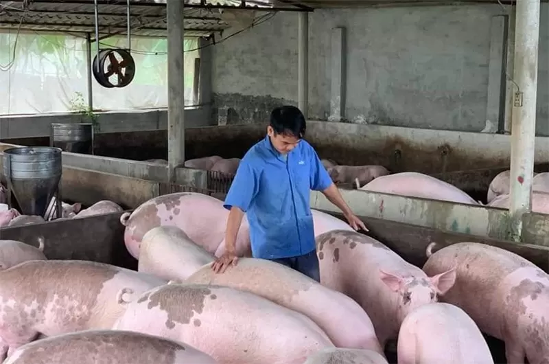Giá heo hơi hôm nay 30/10/2026: Tiếp đà giảm, 46.000 đồng/kg là mức giao dịch cao nhất