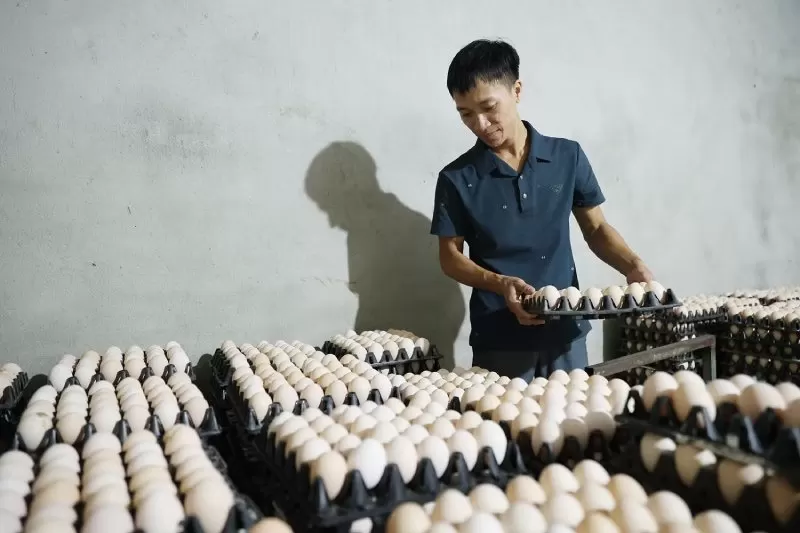 trang trại nuôi gà Ai Cập