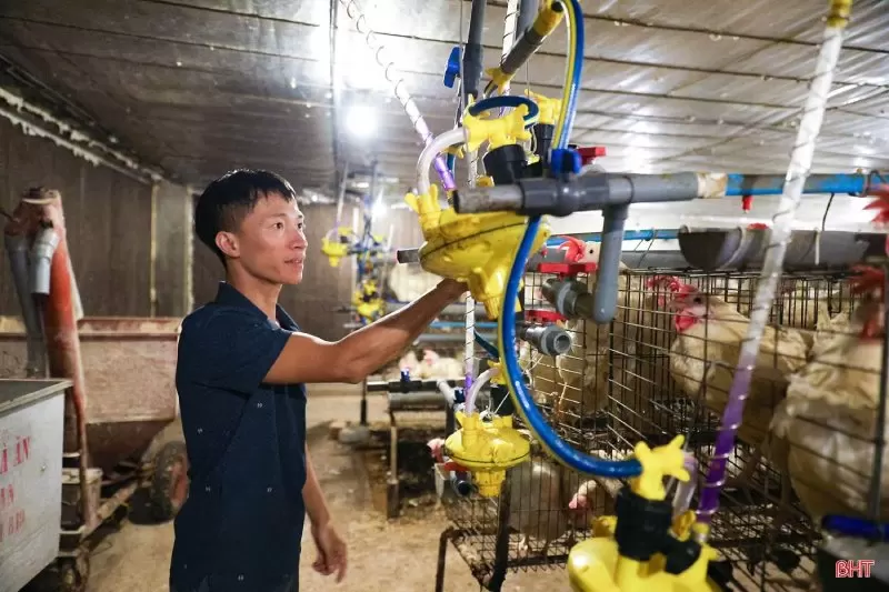 trang trại nuôi gà Ai Cập