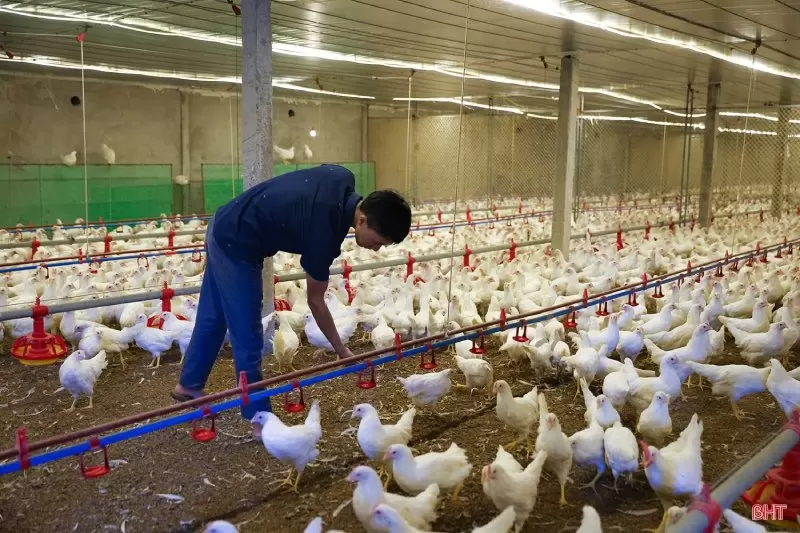 trang trại nuôi gà Ai Cập