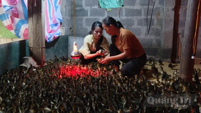 nuôi vịt trời